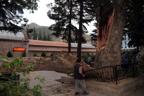 Tokat'ta fırtına asırlık ağacın dalını kopardı