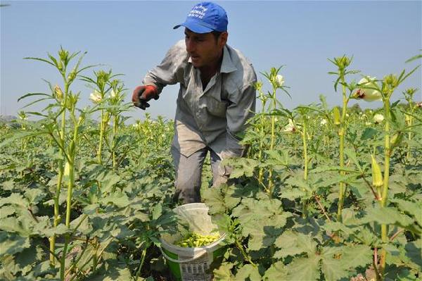 Turkish farmers becoming poorer amid sharp loss in Turkish Lira’s value