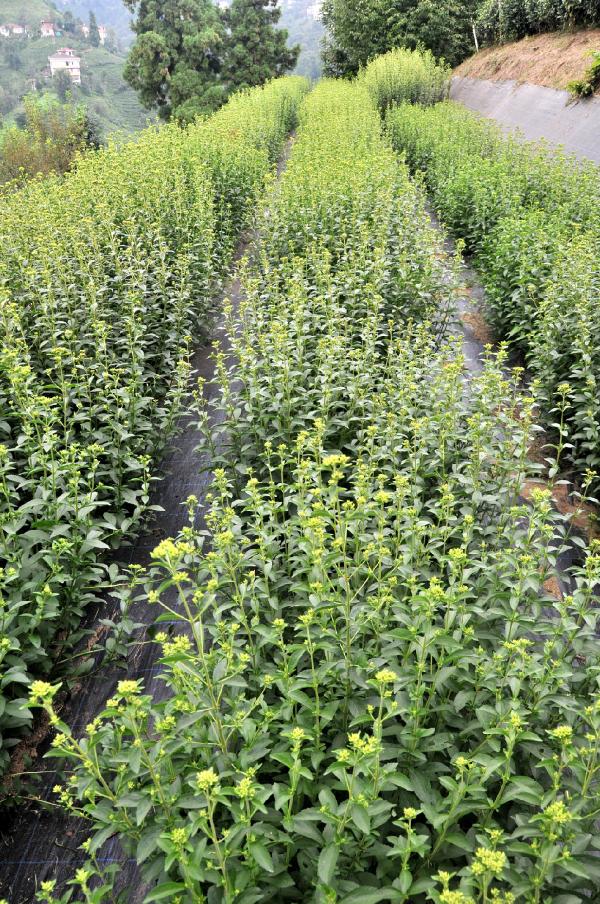 Çaykur, kalorisiz şeker bitkisi stevia üretiminde başarılı oldu
