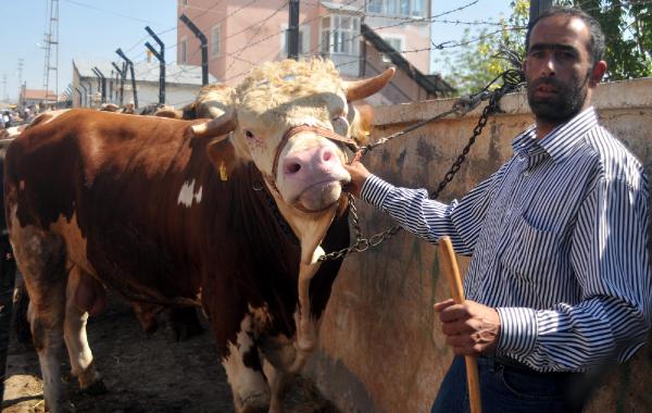 905 kiloluk 'Paşa', 14 bin liraya alıcı bekliyor