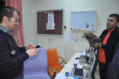 Yüksekova’da uçmayan kaya kartalına gazeteci sahip çıktı