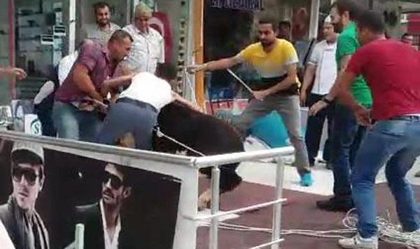 Sacrificial calf flee, hides in optician