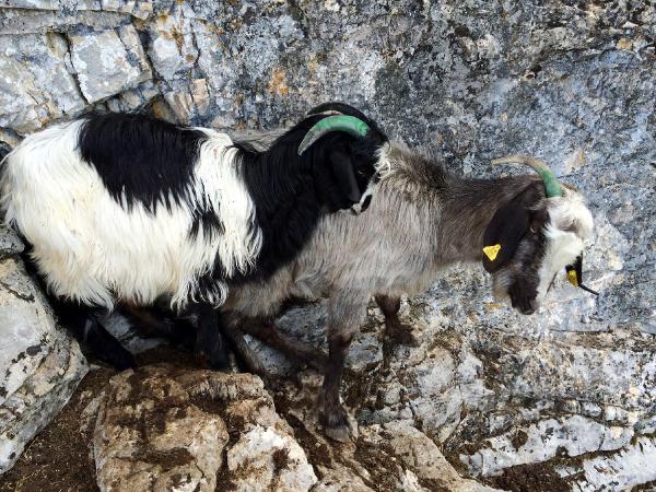 Açlıktan ölmek üzere olan keçi ve yavrusunu AKUT kurtardı