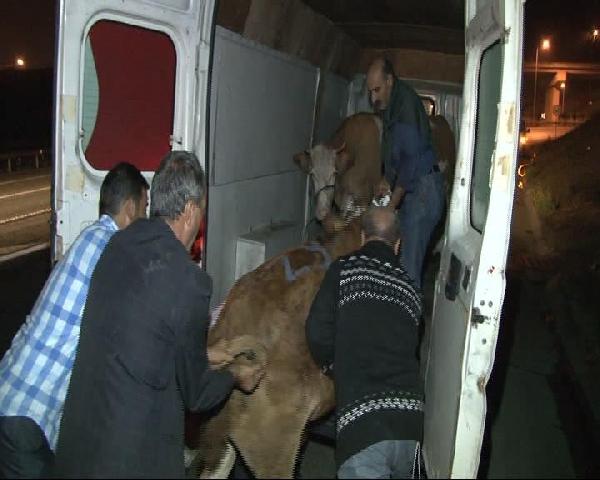 Bull runs for life, blocks highway to Istanbul for two hours