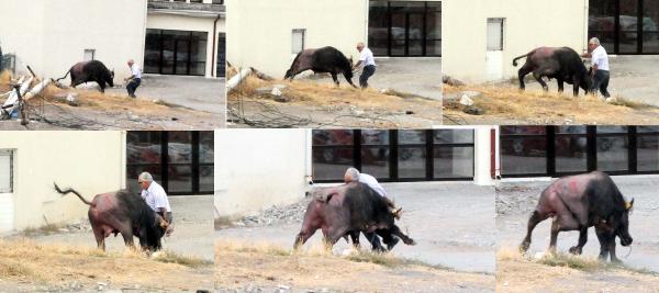 Kaçan kurbanlık manda ortalığı birbirine kattı