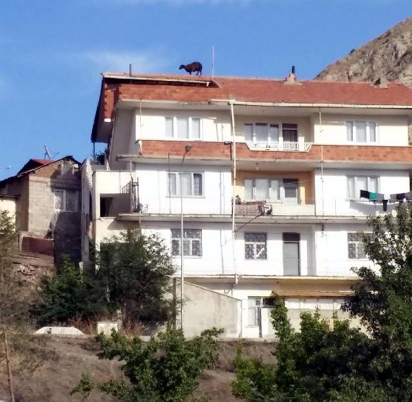 Kurbanlık koyun dama çıktı