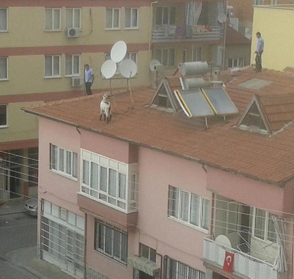 Çatıda kurbanlık keçi kovaladılar