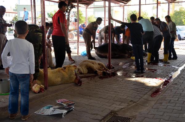 Kurbanda büyükbaş kesiminde 'caraskal' kullanıldı