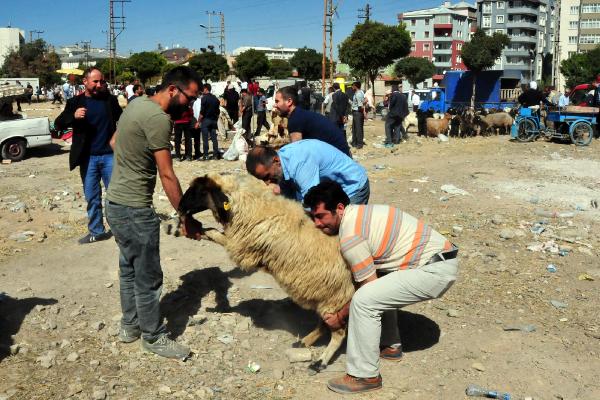Van'da kurban kesimi