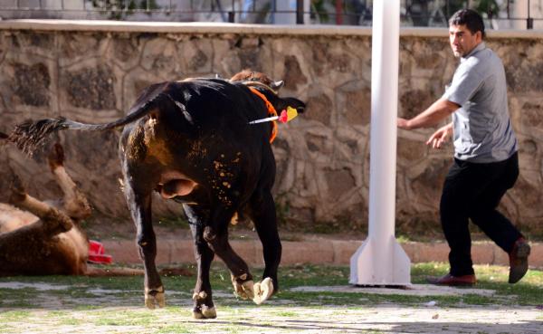 Erzurum'da kurban arenası