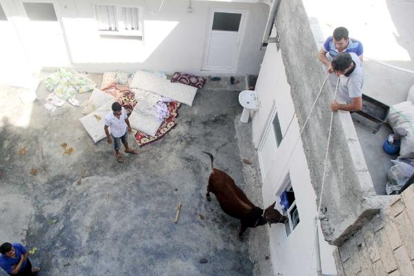 Eve giren boğa içeridekilere zor anlar yaşattı