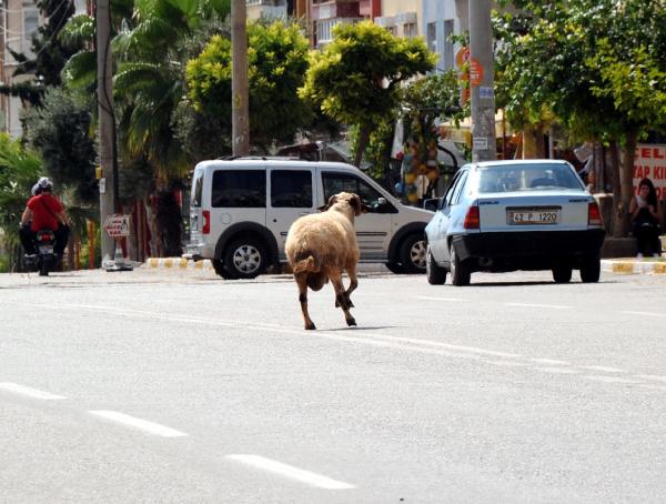 Kurbanlık koç, sahibini 5 kilometre koşturdu
