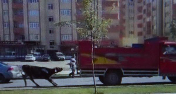 Kurbanlık boğayı, kamyonetin arkasına bağlayıp sürüklediler