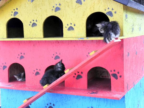 Kedi evlerindeki sevimli dostlara gönüllü temizlik