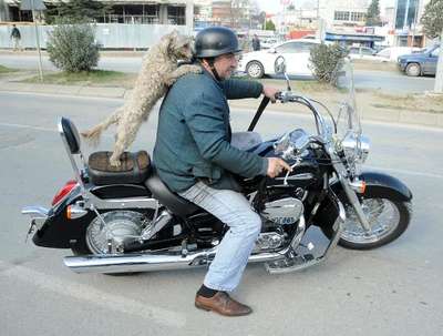 Motosikletli ve köpeği