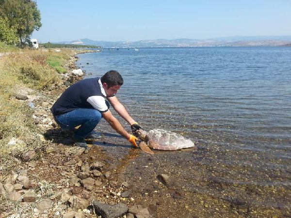 Aliağa sahilinde ölü caretta  bulundu