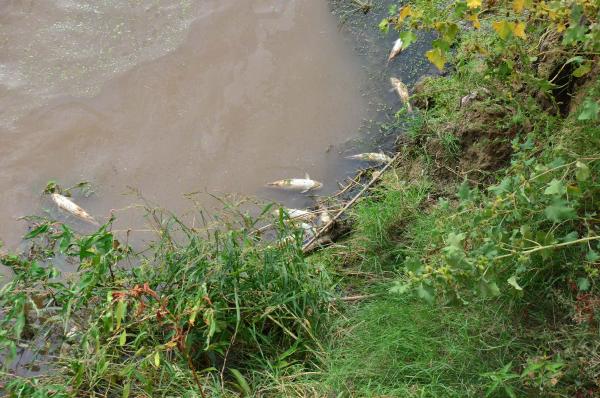 Gediz Nehri'nde ürküten toplu balık ölümü