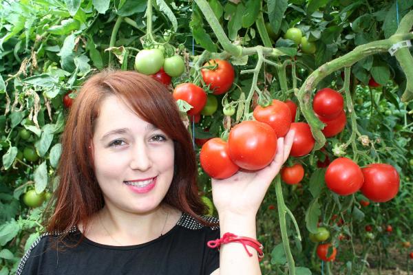 Domates, tarlada 40 kuruşa alıcı bulamıyor