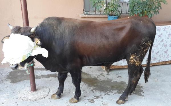 Kestiği kurbanda türerküloz çıkan aile tedirgin