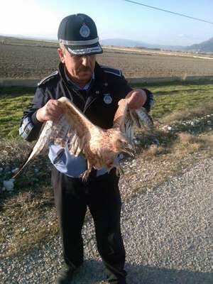 Yaralı şahine zabıta sahip çıktı