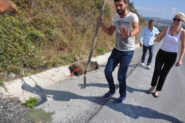 Karayolunda kamyon çarpan domuz telef oldu