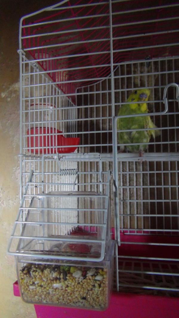 Çöp evi temizlemeye gittiler, aç kalan muhabbet kuşunu beslediler