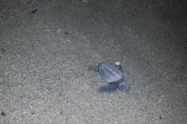 Yavru caretta carettalar denizle buluştu