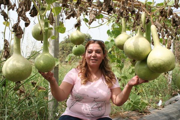 Mersin'de, su kabağının karpuza anaçlık durumu araştırılıyor
