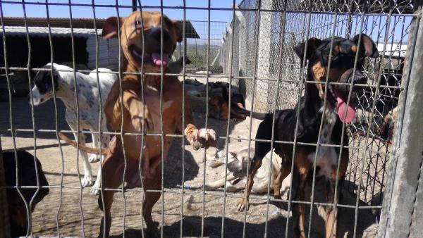 Nebahat Avcu: Uşak'ta kaybolan 300 köpeğin akıbeti ne oldu?