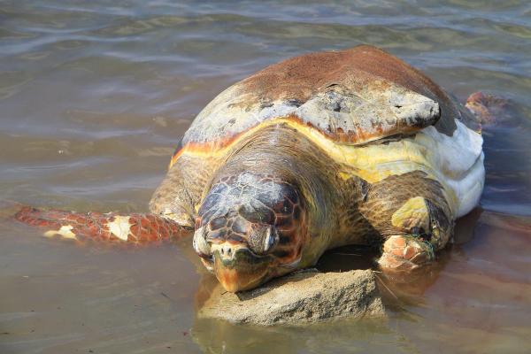 Ayvalık sahilinde ölü caretta caretta bulundu