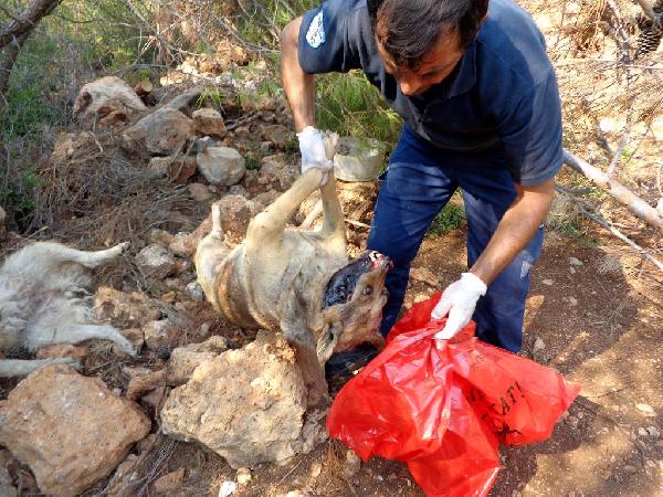 Kepez Belediyesi'ne, 'sokak köpeklerini ölüme terk etme' soruşturması