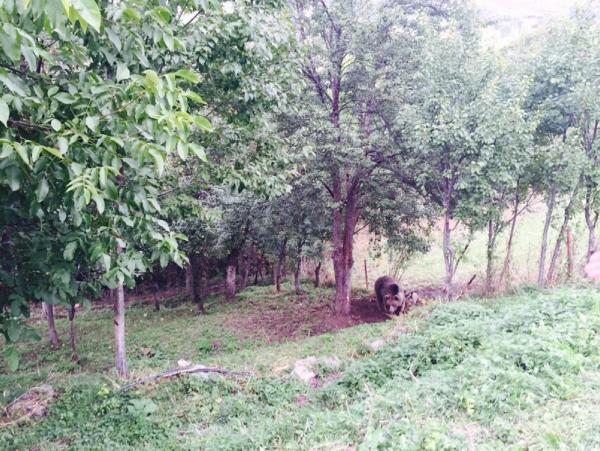 Artvin'de armut yemek isteyen ayı tellere takıldı