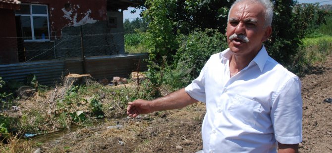 Gurbetçinin kavaklarını kereste diye sattı