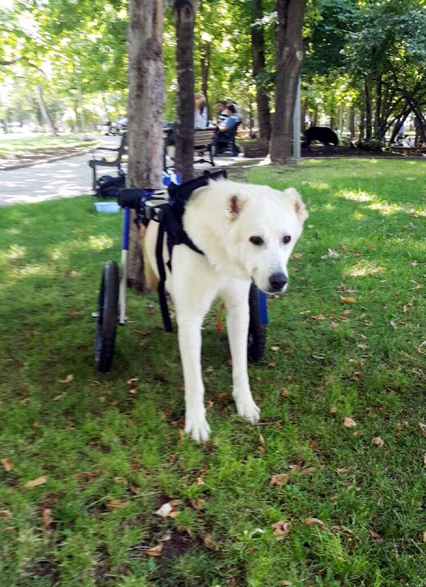 Umut köpeği Sezen Aksu istedi