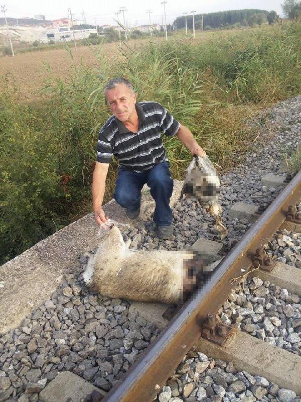 Tavşanlı'da köpeklerin raylara bağlanarak telef edildiği iddiası