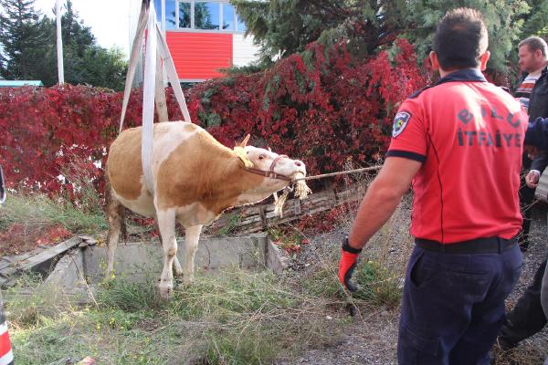 Su kuyusuna düşen inek vinçle çıkarıldı