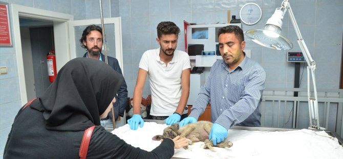 Gurbetçi aile yaralı köpek için 80 km yol gitti