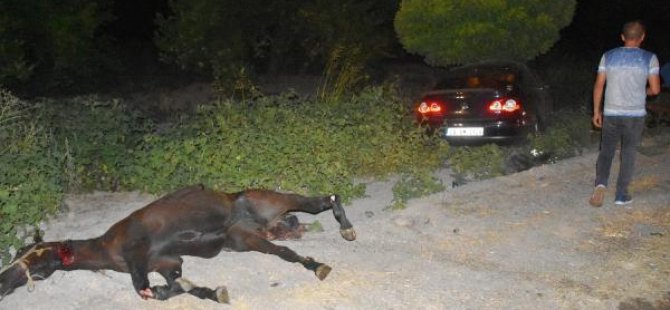 Çiftlikten kaçan atlara gurbetçi çarptı