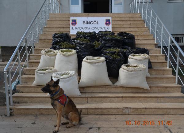 Bingöl'de 241 kilo esrar ele geçirildi