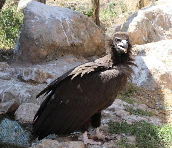 Kara akbaba çiple takip edilecek