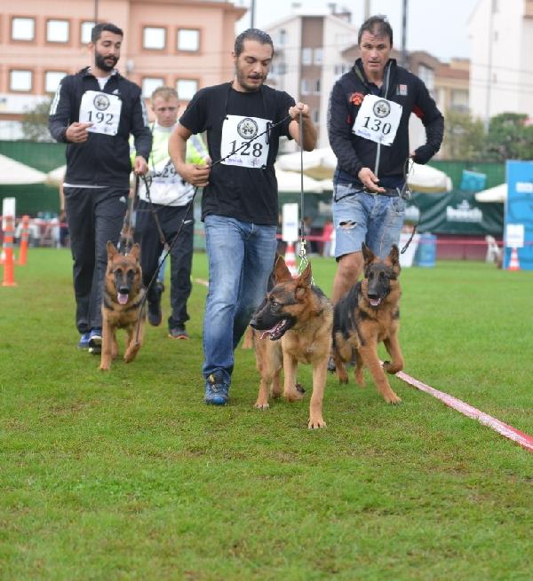 Alman çoban köpekleri, sokak hayvanları için yarıştı