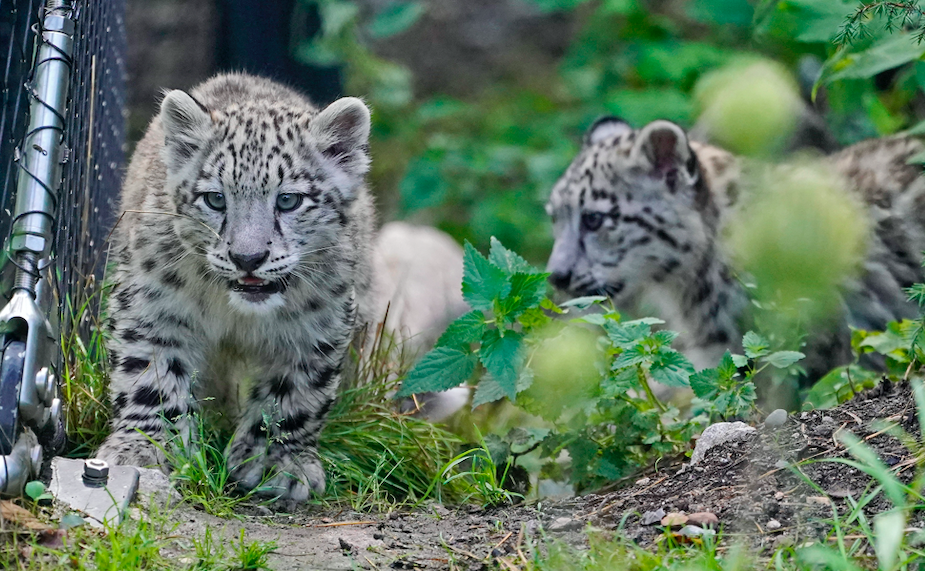 Kar leoparının açık hava keyfi