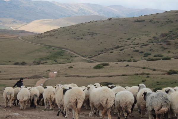 Ordu'da yayladan dönüş başladı