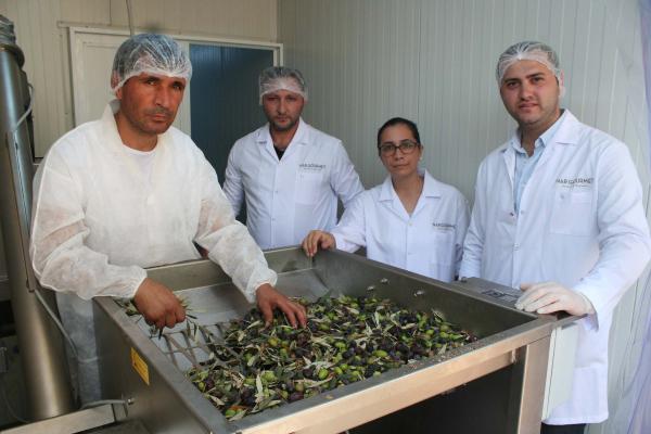 90 zeytin çeşidimizin gerçek kaliteleri araştırılıyor