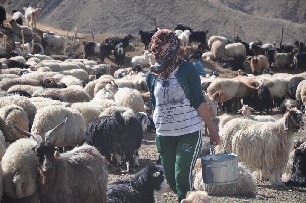 Yüksekova'da sürüler yayladan erken indirildi