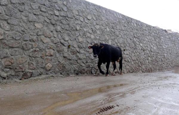 Yeşil Yol'da istinat duvarlarından düşen besi hayvanları telef oldu, yaylacılar tepki gösterdi