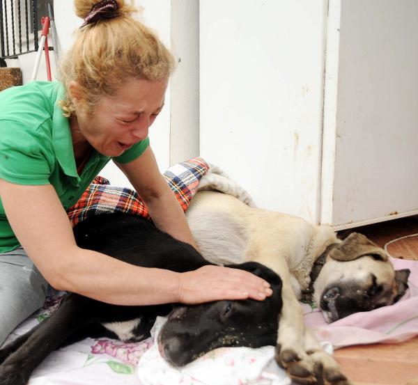 Köpeklerini vurduğu suçlamasıyla doktordan şikayetçi oldular