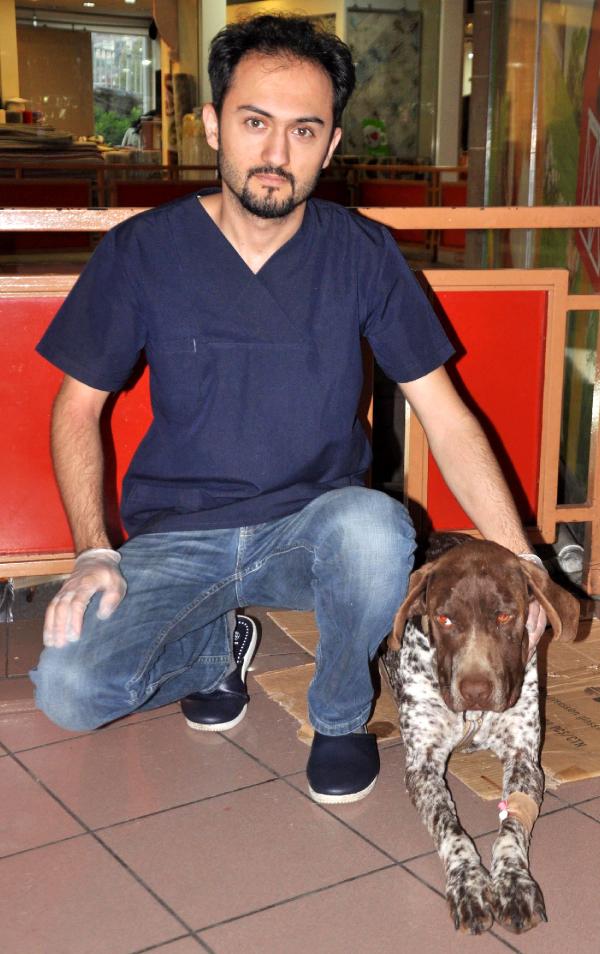 'Kan paraziti' hastalığına yakalanan köpeğe kan nakli