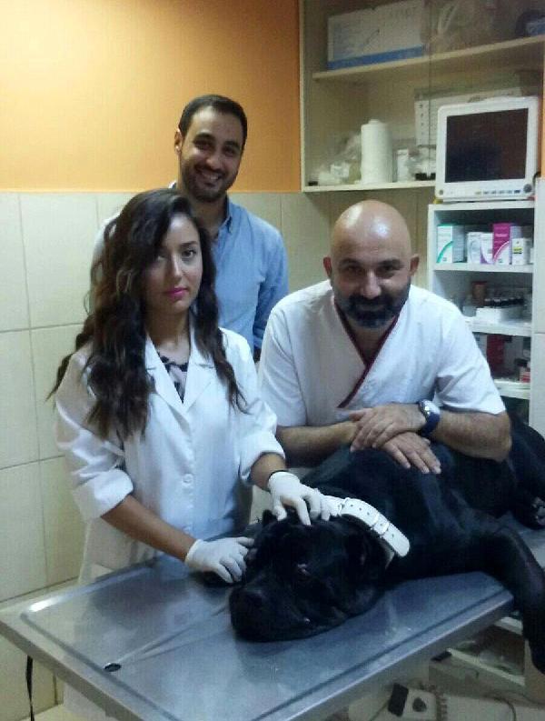 Köpeğe kansız göz operasyonu