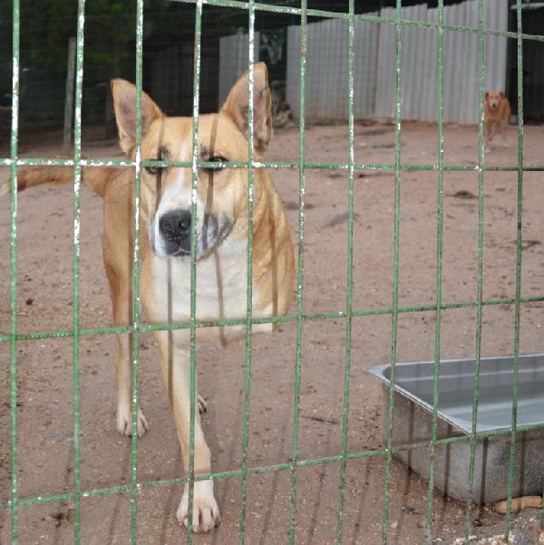 Barınaktaki sakat köpeklere yoğun ilgi